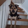 Bjarne - ein gescheiter Hundejunge