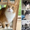 Pflegestellen für unsere Katzen gesucht!