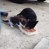 Pflegestellen für unsere Katzen gesucht!