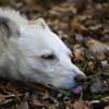 NEVA -sucht hundeerfahrenes Zuhause-