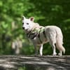NEVA -sucht hundeerfahrenes Zuhause-