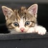 Katzenkind PIPPI