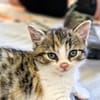 Katzenkind PIPPI