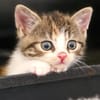 Katzenkind PIPPI