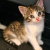 Katzenkind PIPPI