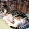 Katzenkind PIPPI