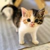 Katzenkind POPPI