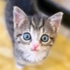 Katzenkind PIPPA