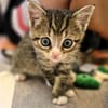 Katzenkind PIPPA