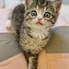 Katzenkind PIPPA