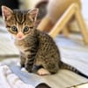 Katzenkind PIPPA