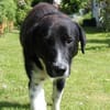 Samu - Lustiger Jungspunt sucht Dich