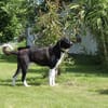 Samu - Lustiger Jungspunt sucht Dich