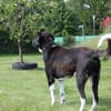 Samu - Lustiger Jungspunt sucht Dich