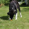 Samu - Lustiger Jungspunt sucht Dich