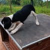 Hundekind Karlsson auf Pflegestelle