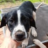 Hundekind Karlsson auf Pflegestelle