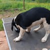 Hundekind Karlsson auf Pflegestelle