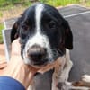 Hundekind Karlsson auf Pflegestelle