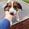 Hundekind Karla auf Pflegestelle