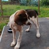 Hundekind Karla auf Pflegestelle