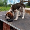 Hundekind Karla auf Pflegestelle
