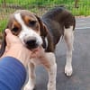 Hundekind Karla auf Pflegestelle