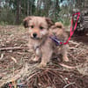 Hundebaby Stan auf Pflegestelle
