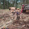 Hundebaby Stan auf Pflegestelle