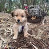 Hundebaby Stan auf Pflegestelle