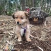 Hundebaby Stan auf Pflegestelle