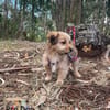 Hundebaby Stan auf Pflegestelle