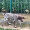 CHOUQUETTE à trouvé sa famille