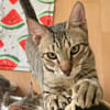 TIGGY