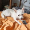 Lili Puce, la bouille d'amour