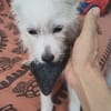 Lili Puce, la bouille d'amour