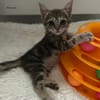 PHOEBE
