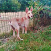 MAGGIE, magnifique chiot podenca femelle