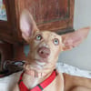 MAGGIE, magnifique chiot podenca femelle