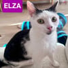 ELZA ET SES 4 CHATONS