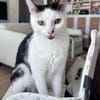 ELZA ET SES 4 CHATONS