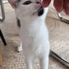 ELZA ET SES 4 CHATONS