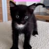 ELZA ET SES 4 CHATONS
