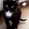 ELZA ET SES 4 CHATONS