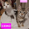CEIKO ET KAE À ADOPTER ENSEMBLE