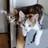 CEIKO ET KAE À ADOPTER ENSEMBLE