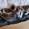 CEIKO ET KAE À ADOPTER ENSEMBLE