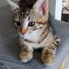 CEIKO ET KAE À ADOPTER ENSEMBLE