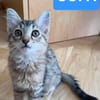 COPA ET CABANA A ADOPTER EN DUO OU SEUL SI DÉJÀ UN CHAT PRÉSENT CHEZ VOUS