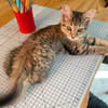 COPA ET CABANA A ADOPTER EN DUO OU SEUL SI DÉJÀ UN CHAT PRÉSENT CHEZ VOUS